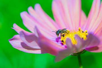 コスモスの花に飛来したハナバチ