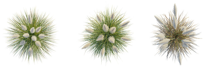 Obraz premium Cortaderia selloana pumila trees plan, top view, cutout, transparent background, isolate, Elegant pampas grass plumes with lush green blades create natural beauty