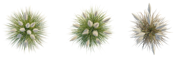 Cortaderia selloana pumila trees plan, top view, cutout, transparent background, isolate, Elegant pampas grass plumes with lush green blades create natural beauty