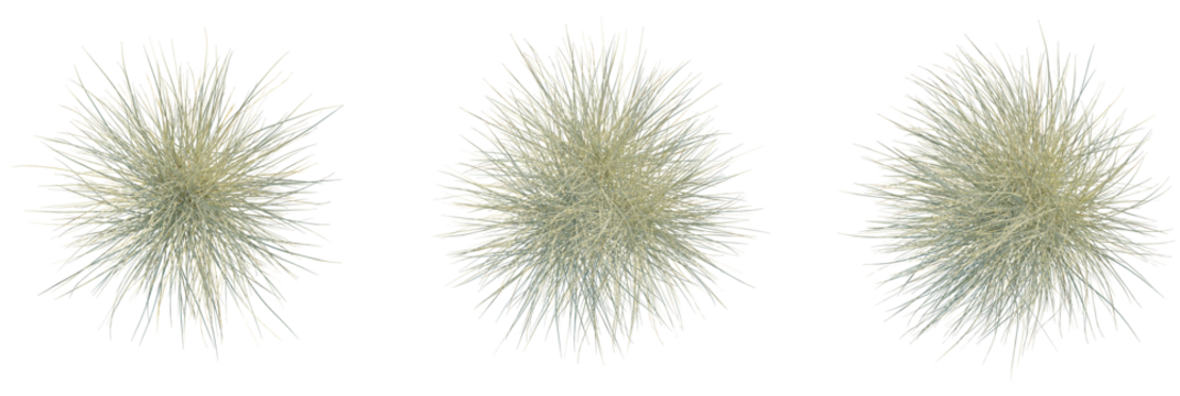 Miscanthus sinensis morning light trees plan, top view, cutout, transparent background, isolate, Abstract grass tufts against black background for modern design projects - Powered by Adobe