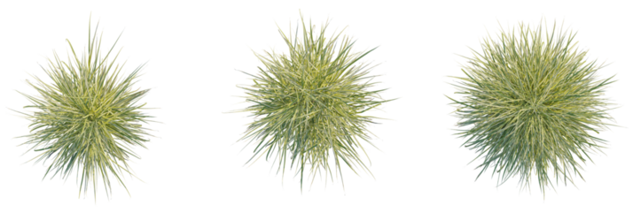 Miscanthus sinensis variegatus trees plan, top view, cutout, transparent background, isolate, Vibrant ornamental grass plants with textured leaves, perfect for landscaping