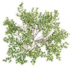 Frangula alnus trees plan, top view, cutout, transparent background, isolate, Lush green tree with...
