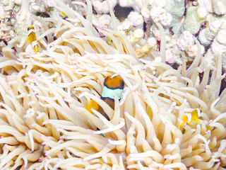 クマノミ, Yellowtail clownfish, Clark's Anemonefish, Amphiprion clarkii, クマノミ亜科,幼魚
シライソギンチャク, Leathery sea anemone ,Heteractis crispa, ハタゴイソギンチャク科,
美しいサンゴ礁と熱帯魚の群れ。
沖縄県島尻郡慶良間諸島座間味島安室島-2025
サンゴの産卵があり卵が漂う。沖縄