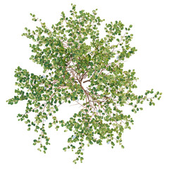 Frangula alnus trees plan, top view, cutout, transparent background, isolate, Lush green deciduous...