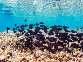 ナガニザ, Brown Surgeonfish, Acanthurus nigrofuscus, ニザダイ科,
美しいサンゴ礁と熱帯魚の群れ。
沖縄県島尻郡慶良間諸島座間味島安室島-2025
サンゴの産卵があり卵が漂う。沖縄本島から40km西方の諸島。30以上の島嶼群全体が国立公園に指定。珊瑚礁の青い海と白い砂浜は世界屈指の美。貴重な動植物が多数生息。
