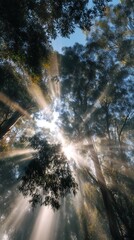 Stunning sun rays shining through trees in peaceful forest setting