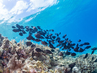 ナガニザ, Brown Surgeonfish, Acanthurus nigrofuscus, ニザダイ科,
美しいサンゴ礁と熱帯魚の群れ。
沖縄県島尻郡慶良間諸島座間味島安室島-2025
サンゴの産卵があり卵が漂う。沖縄本島から40km西方の諸島。30以上の島嶼群全体が国立公園に指定。珊瑚礁の青い海と白い砂浜は世界屈指の美。貴重な動植物が多数生息。
