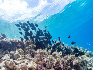 ナガニザ, Brown Surgeonfish, Acanthurus nigrofuscus, ニザダイ科,
美しいサンゴ礁と熱帯魚の群れ。
沖縄県島尻郡慶良間諸島座間味島安室島-2025
サンゴの産卵があり卵が漂う。沖縄本島から40km西方の諸島。30以上の島嶼群全体が国立公園に指定。珊瑚礁の青い海と白い砂浜は世界屈指の美。貴重な動植物が多数生息。
