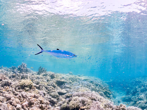 イケガツオ, Doubledotted queenfish, Scomberoides lysan, アジ科, 
美しいサンゴ礁と熱帯魚の群れ。
沖縄県島尻郡慶良間諸島座間味島安室島-2025
サンゴの産卵があり卵が漂う。沖縄本島から40km西方の諸島。30以上の島嶼群全体が国立公園に指定。珊瑚礁の青い海と白い砂浜は世界屈指の美。貴重な動植物が多数生息。
