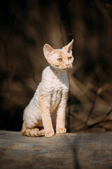 Sweet Devon Rex Cat Funny Curious Young White Devon Rex Kitten In Autumn Forest. . Short-haired Cat Of English Breed. Very Small Lovely Pets Lovely Cats. Happy Pets Concept