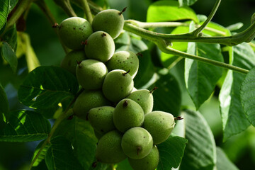 たわわに実るクルミの実