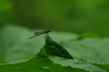 大きな葉っぱの先に止まるモノサシトンボ © mayudama