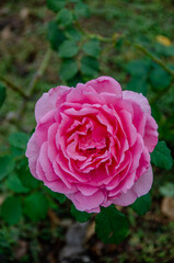 Rose de couleur rose.