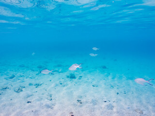 コバンアジ, Small spotted dart, Trachinotus baillonii,...