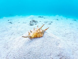 クモガイ, Spider conch, Lambis lambis, ソデボラ科,
美しいサンゴ礁と熱帯魚の群れ。
沖縄県島尻郡慶良間諸島座間味島安室島-2025
この日はサンゴの産卵があり、よく見ると卵が漂っている。沖縄本島から40km西方にある諸島。大小30以上の島々からなる島嶼群は全体が国立公園に指定されている。珊瑚礁の海、白い砂浜、緑の山地は世界屈指の美しさ。多くの貴重な動植物が生息してい