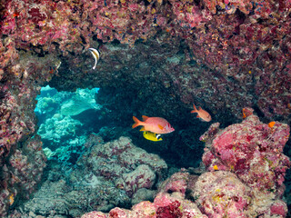 ニジエビス, Crown squirrelfish, Sargocentron diadema,
アカマツカサ, Blotcheye soldierfish, Myripristis berndti,
チョウハン, Raccoon butterflyfish, Chaetodon lunula,
ミナミハタタテダイ, Threeband pennantfish, 
美しいサンゴ礁と熱帯魚の群れ。
