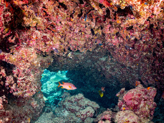 ニジエビス, Crown squirrelfish, Sargocentron diadema,
アカマツカサ, Blotcheye soldierfish, Myripristis berndti,
チョウハン, Raccoon butterflyfish, Chaetodon lunula,
ミナミハタタテダイ, Threeband pennantfish, 
美しいサンゴ礁と熱帯魚の群れ。

