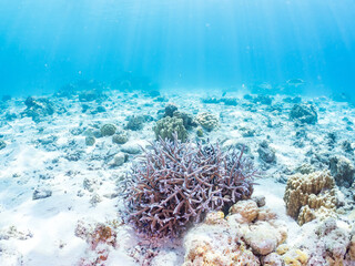 ミスジリュウキュウスズメダイ, Whitetail dascyllus, Dascyllus aruanus,...