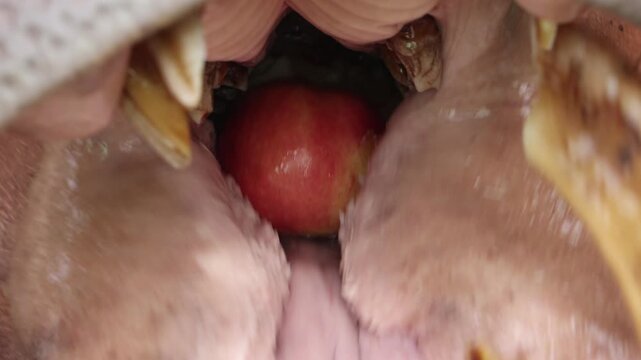 A look into the mouth of a hippopotamus eating apple