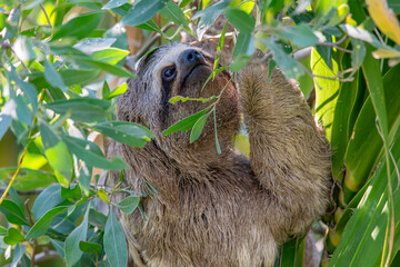 sloth eating leaves in tree