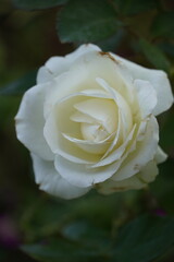 Single white rose in the garden.