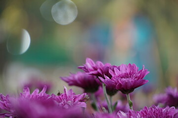 Purple flowers in the garden.