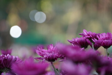 Purple flowers in the garden.