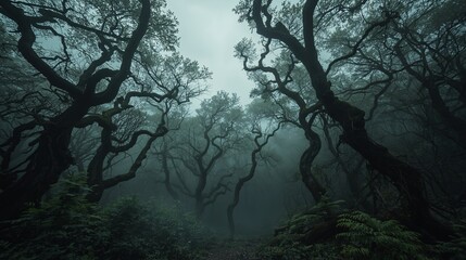 trees in the fog