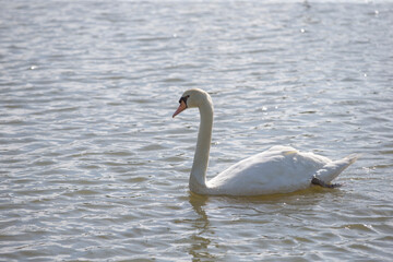 White swan on the green grass in the park at sunny day