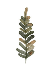 An Elegant Watercolor Leaf Branch Illustration Perfect for Various Decorative Uses