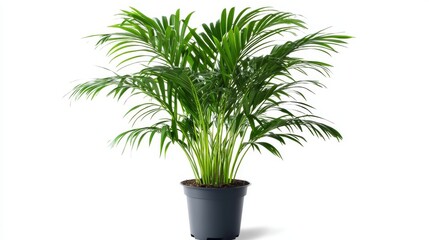 Fototapeta premium 113.A clean, top-down illustration of an Areca palm, with its large, elegantly curved green fronds extending outward. The bright white background highlights the bold, tropical look of the plantâ€™s