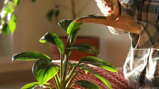 Woman in plaid shirt gently wiping dust from the green leaves of a potted aglaonema plant with a damp cloth, performing indoor plant care routine in a sunlit room for plant health