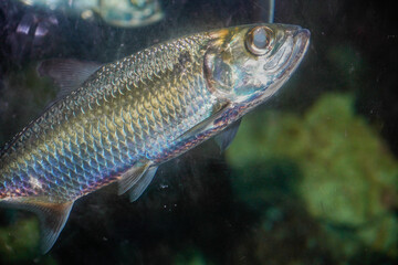 Close-up view of the Indo-Pacific moonfish with the scientific name Megalops cyprinoides.