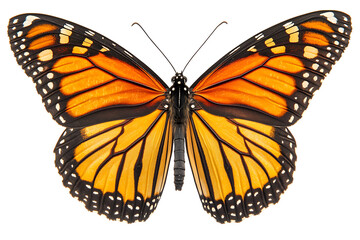 Naklejka premium Stunning monarch butterfly close-up with vibrant orange and black wings, symbolizing beauty and transformation, perfect for nature-themed designs