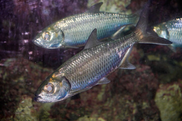 Close-up view of the Indo-Pacific moonfish with the scientific name Megalops cyprinoides.