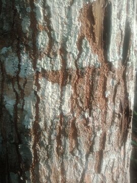 tree bark texture