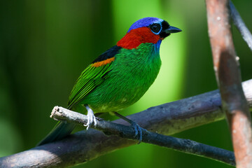 Red-necked tanager ( Tangara cyanocephala)