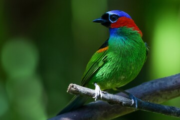 Red-necked tanager (Tangara cyanocephala)