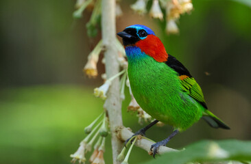 Red-necked tanager on a branch