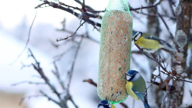 In winter, titmice feed on tallow hanging from a tree