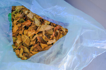 Freshly racked brown fall leaves in compostable Garbage bag