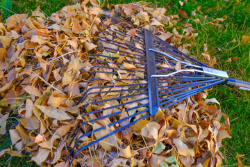 Pile of freshly racked brown fall leaves