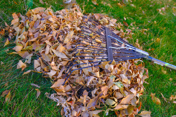 Pile of freshly racked brown fall leaves