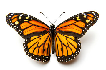 Obraz premium Monarch butterfly with vibrant orange wings, a symbol of transformation and beauty for nature enthusiasts, garden designs, and educational materials