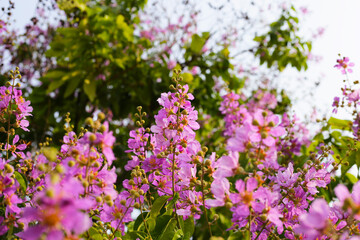 Lagerstroemia speciosa, Queen's crape myrtle , Pride of India.