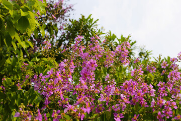 Lagerstroemia speciosa, Queen's crape myrtle , Pride of India.
