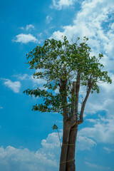 view of a large cotton tree against a backdrop of clear sky with beautiful white clouds.