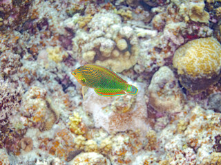 カノコベラ, Dusky wrasse, Halichoeres marginatus, ベラ科,
美しいサンゴ礁と熱帯魚の群れ。
沖縄県島尻郡慶良間諸島座間味島安室島-2025
この日はサンゴの産卵があり、よく見ると卵が漂っている。
