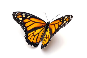 Fototapeta premium Monarch butterfly spreading vibrant orange wings, a symbol of transformation and beauty, perfect for nature or inspirational designs