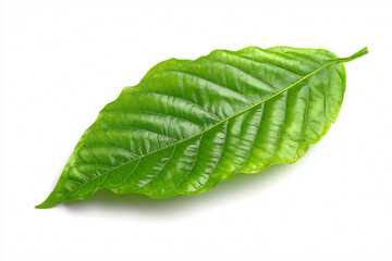 Fresh Green Leaf on White Background
